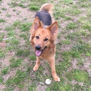 Meet your Posher, Alex